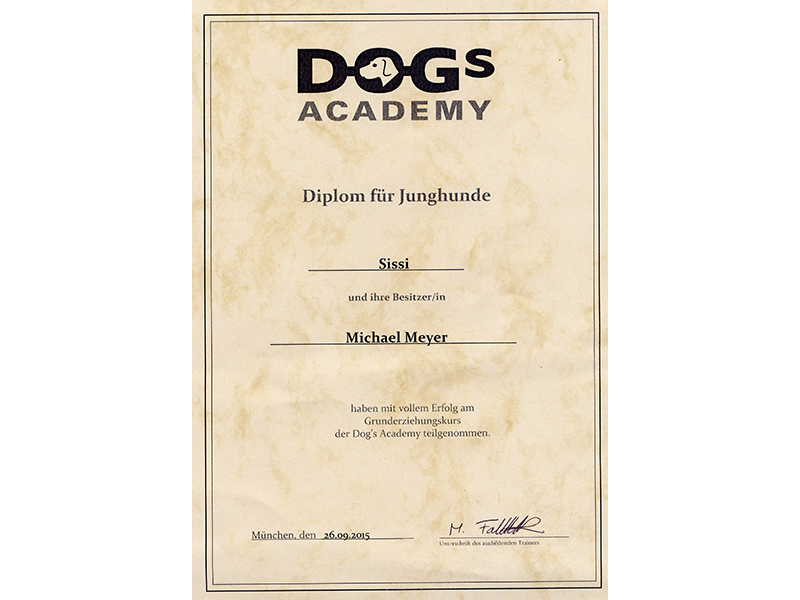 Dogs Academy