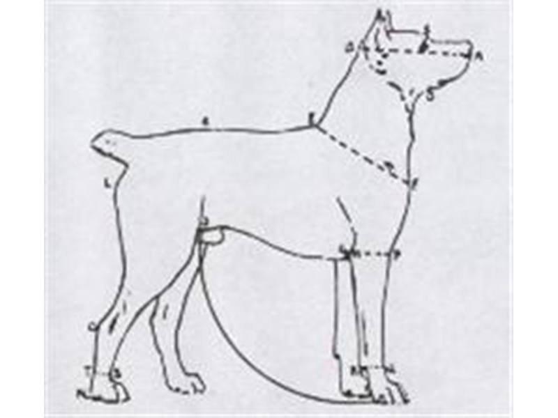 Idealpinscher