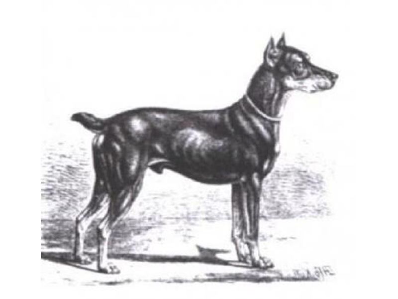 Pinscher Peter