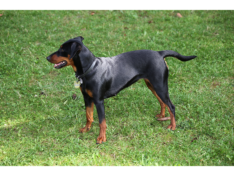 Sissi