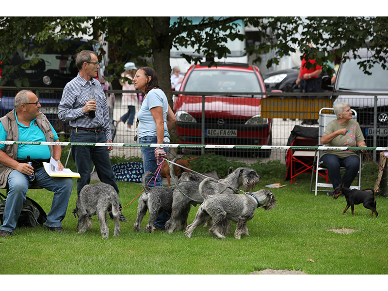 Schnautzer