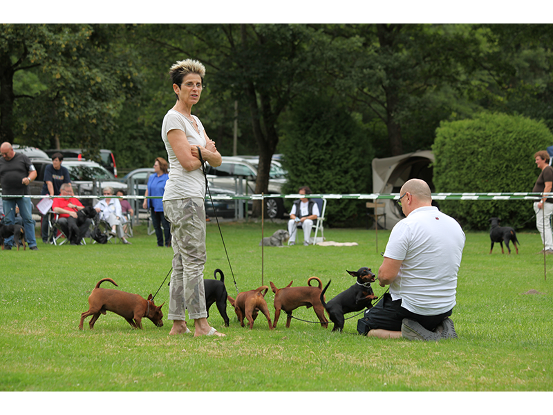 Zwergpinscher